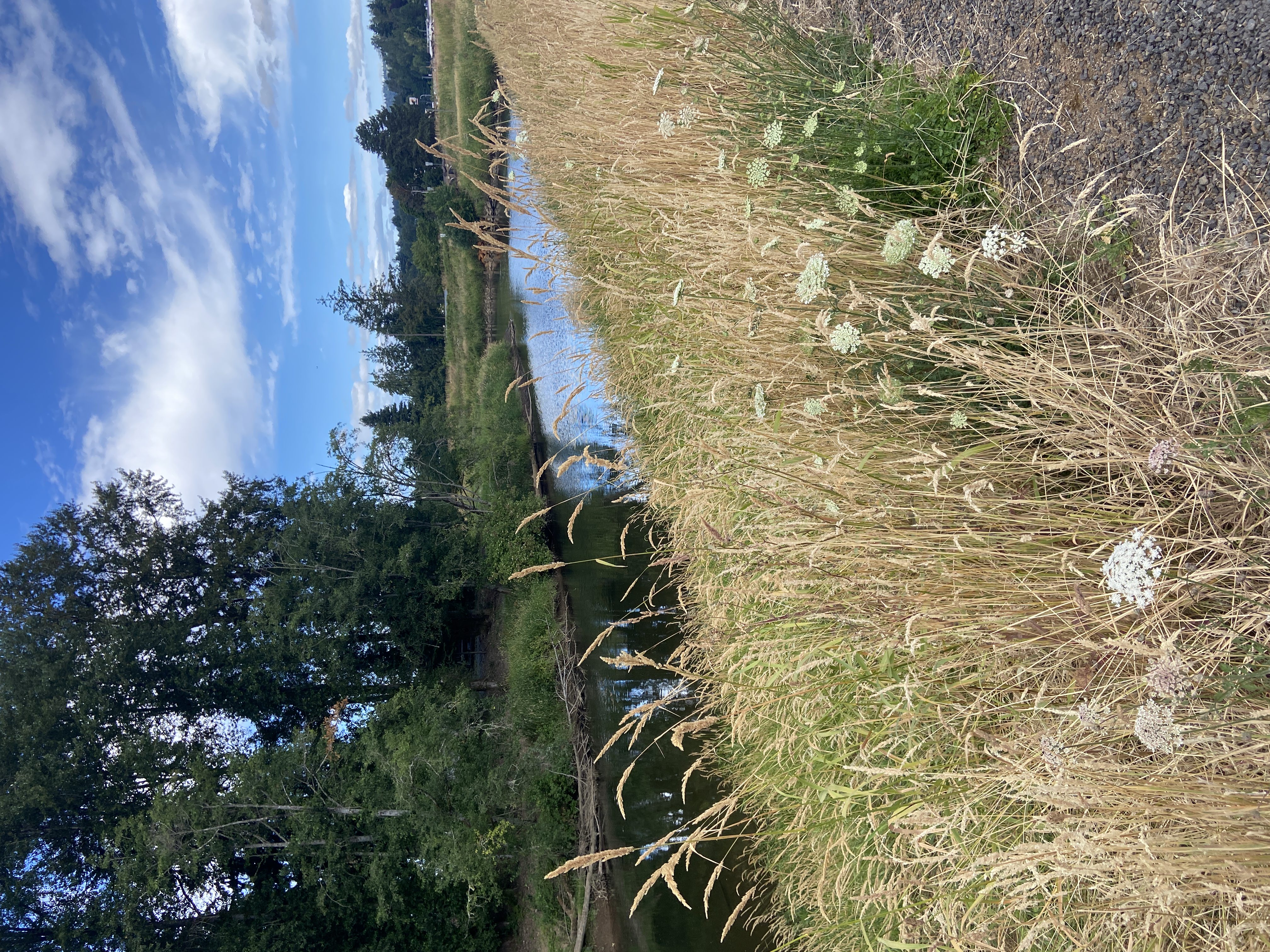 standing on walking path, photo is taken directed at the slow moving river and the scenery around it. Trees on the opposite side of the river, and wild plants closest to the viewer