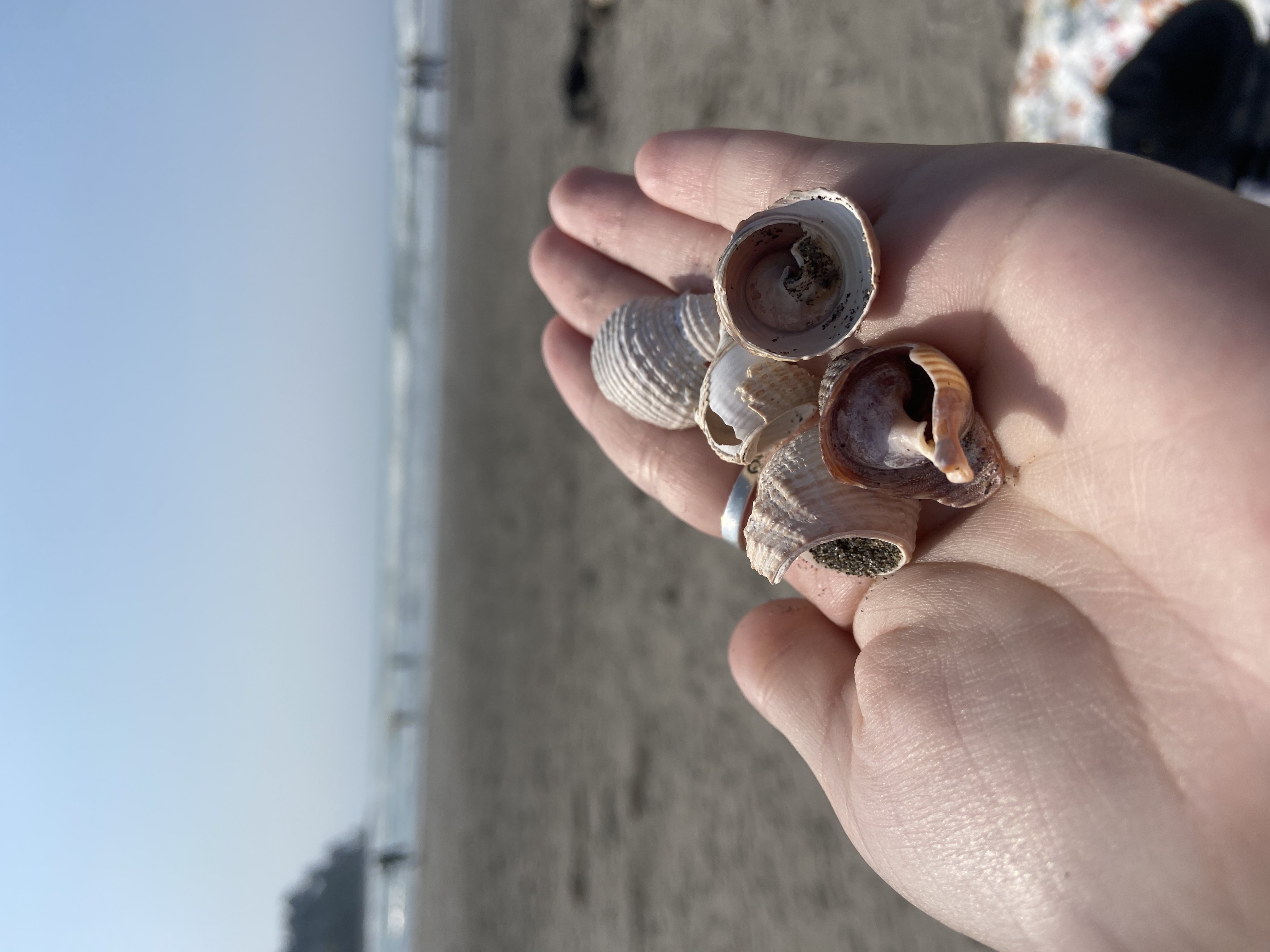 handful of shells found at the beach in Seaside Oregon, the waves and sand are behind the hand filled with shells